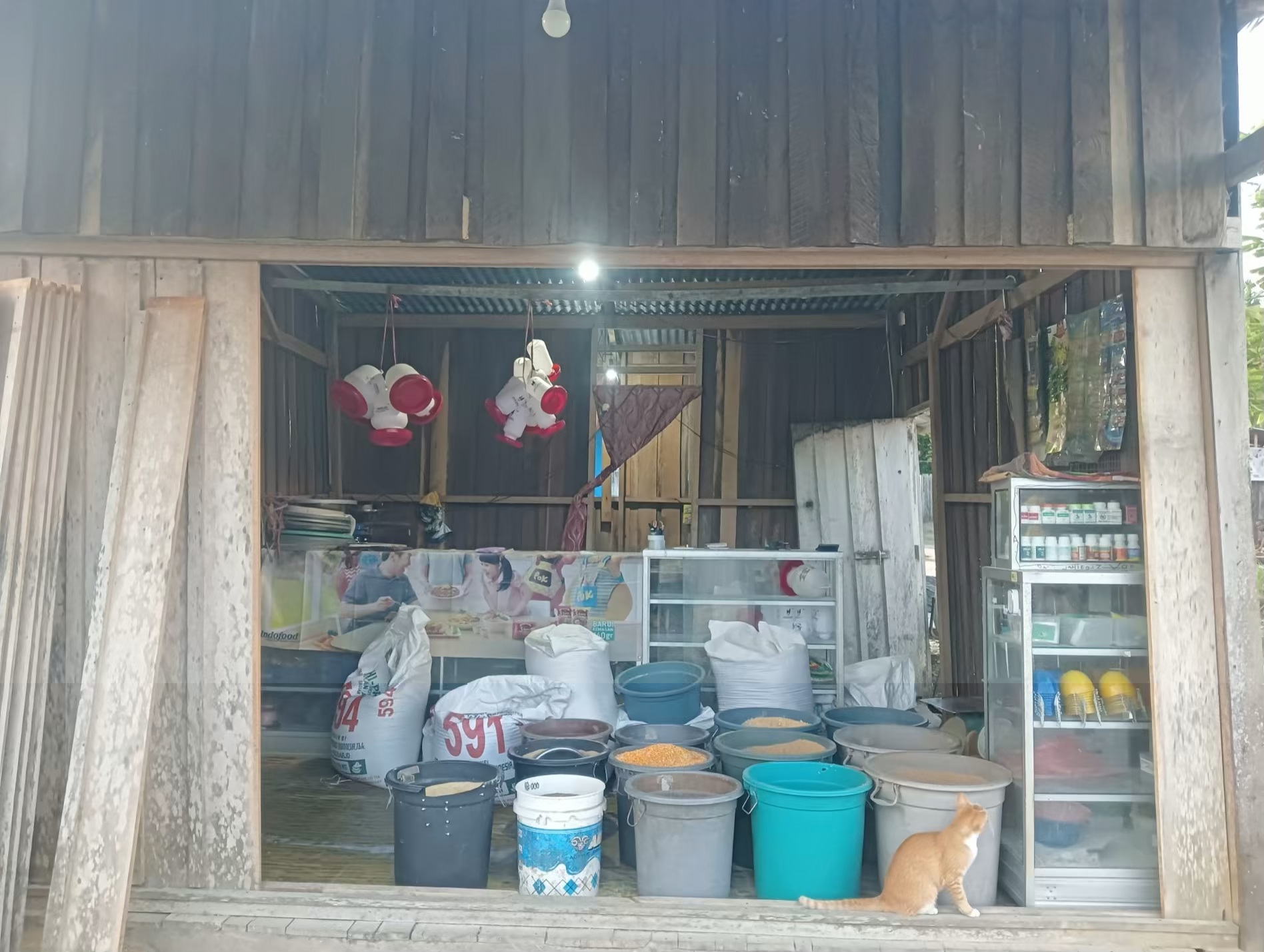 pakan ayam